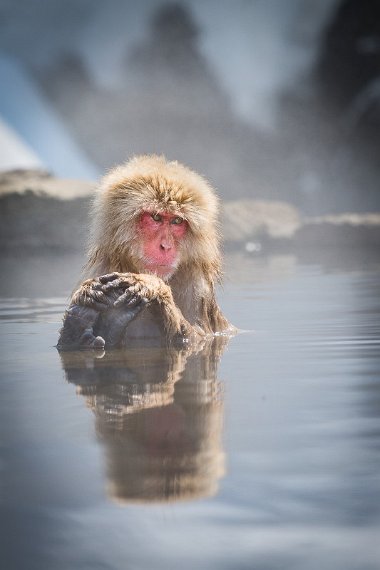 21 Jigokudani Snow Monkey Park.jpg